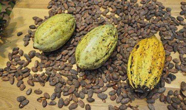 Farm to Cacao