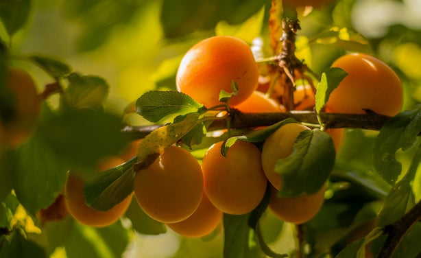 Eating good. Eating fresh.