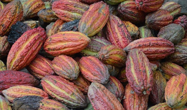 Magical flavours of Cacao