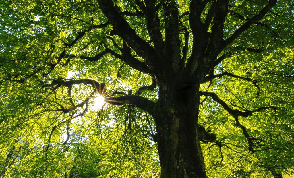 Why climb trees?